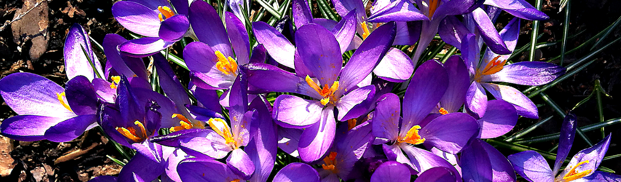 Krokus lilla